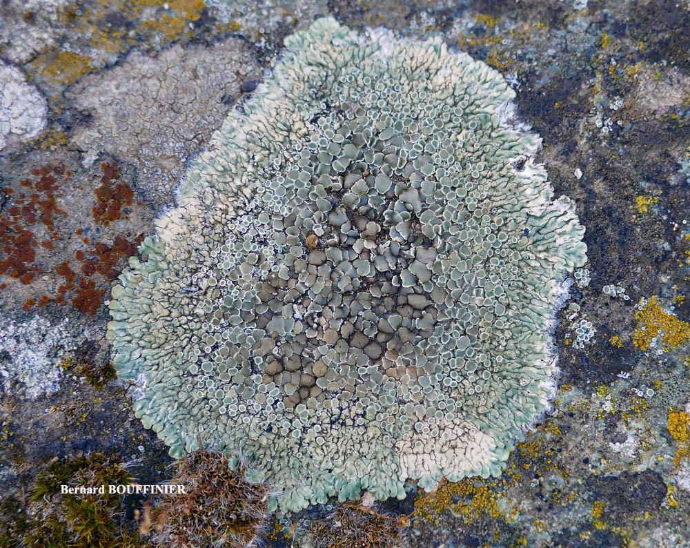 Protoparmeliopsis muralis (Pers.) M. Choisy var. versicolor